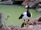 Magpie Goose (WWT Slimbridge July 2013) - pic by Nigel Key